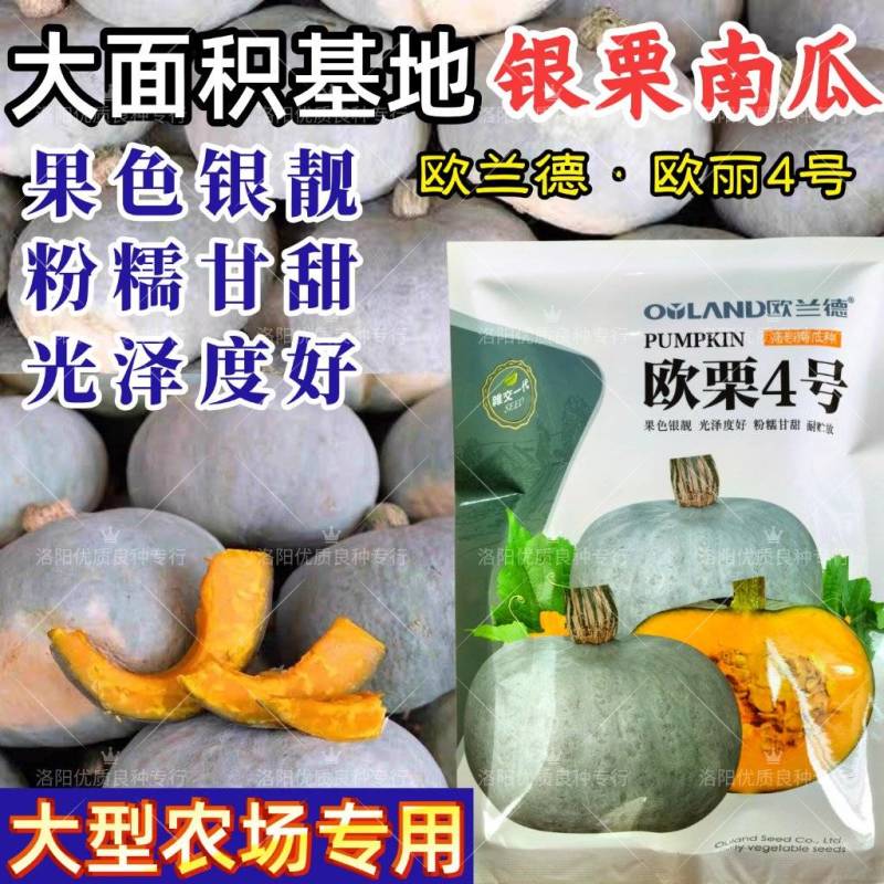 欧栗4号银栗南瓜种子银皮大贝贝南瓜粉糯香甜甘面板栗南瓜种