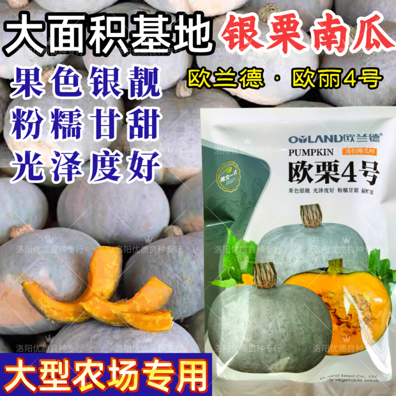 欧栗4号银栗南瓜种子银皮大贝贝南瓜粉糯香甜甘面板栗南瓜种