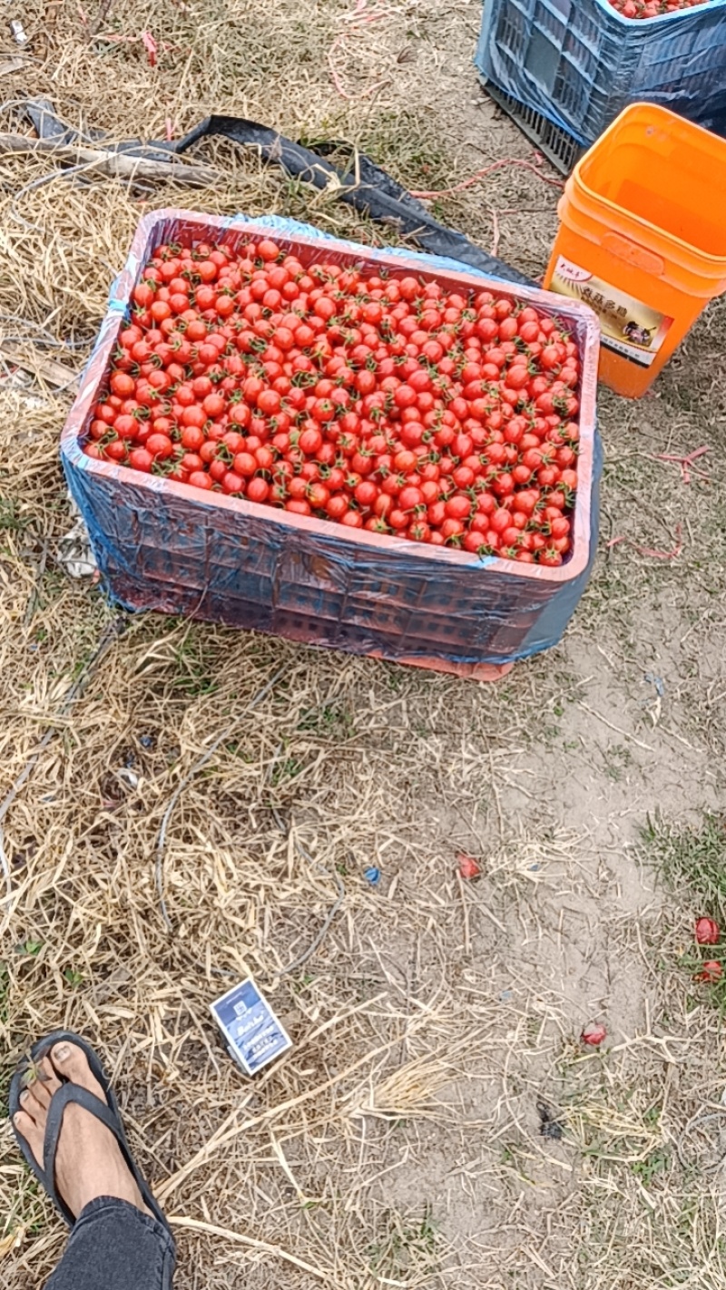 圣女果