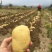 惠东新土豆大量出货中土豆五毛五，商品薯大土豆一块三毛五