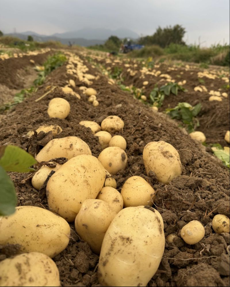 惠东新土豆大量出货中土豆五毛五，商品薯大土豆一块三毛五