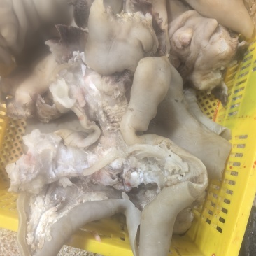 牛蹄筋