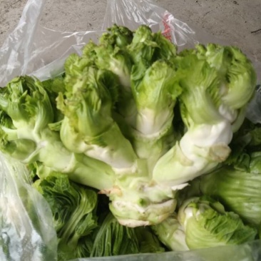 儿菜100亩产地联系方式***********