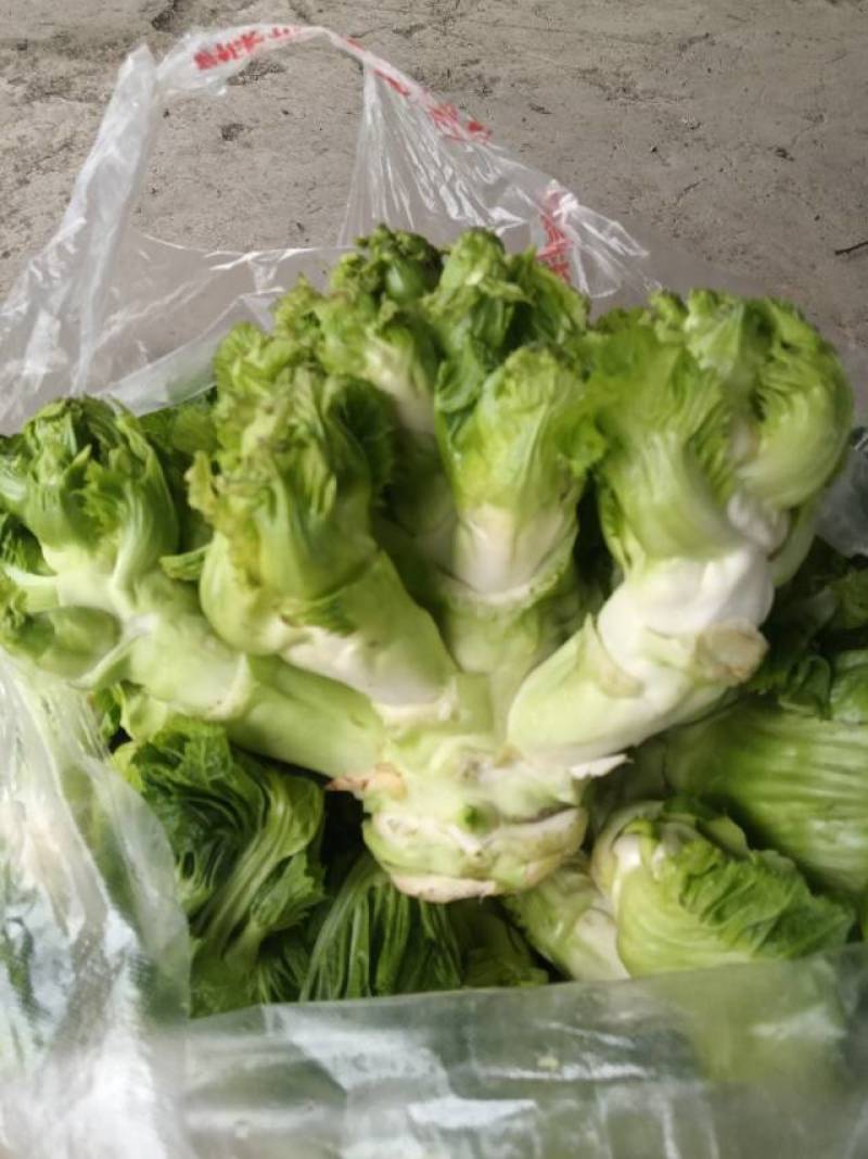 儿菜100亩产地联系方式***********