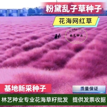 粉黛乱子草种子网红草粉色花种籽子毛芒多年生花种子景观花海