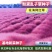 粉黛乱子草种子网红草粉色花种籽子毛芒多年生花种子景观花海