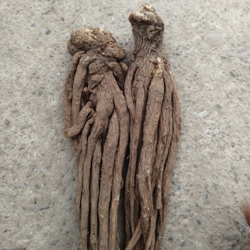 无硫精品半成品当归量大从优可视频看货产地直发一手货源
