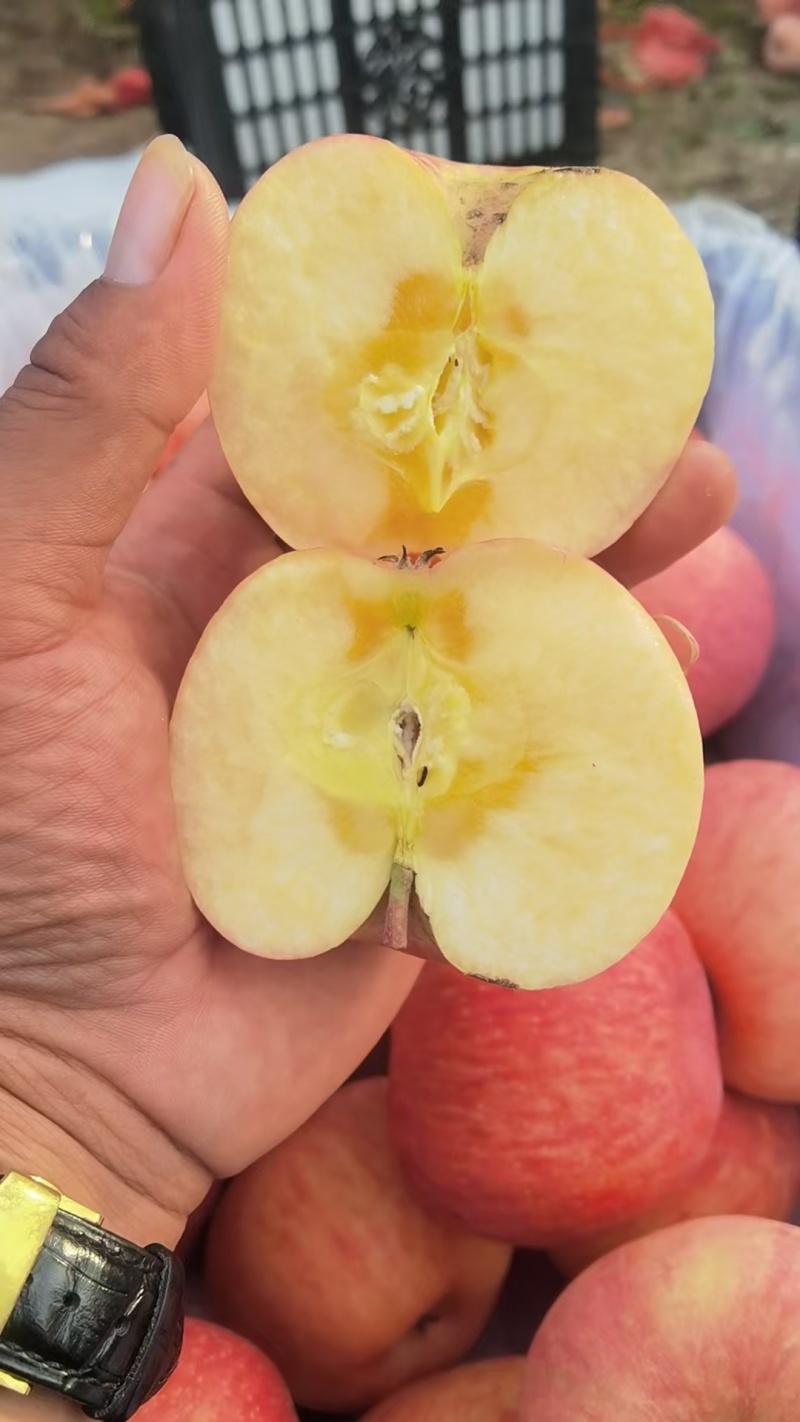红富士苹果大量上市对接摆摊超市水果店诚信经营欢迎电话联系
