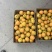金太阳杏通货（精品）欢迎新老客户前来选购。