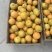 金太阳杏通货（精品）欢迎新老客户前来选购。