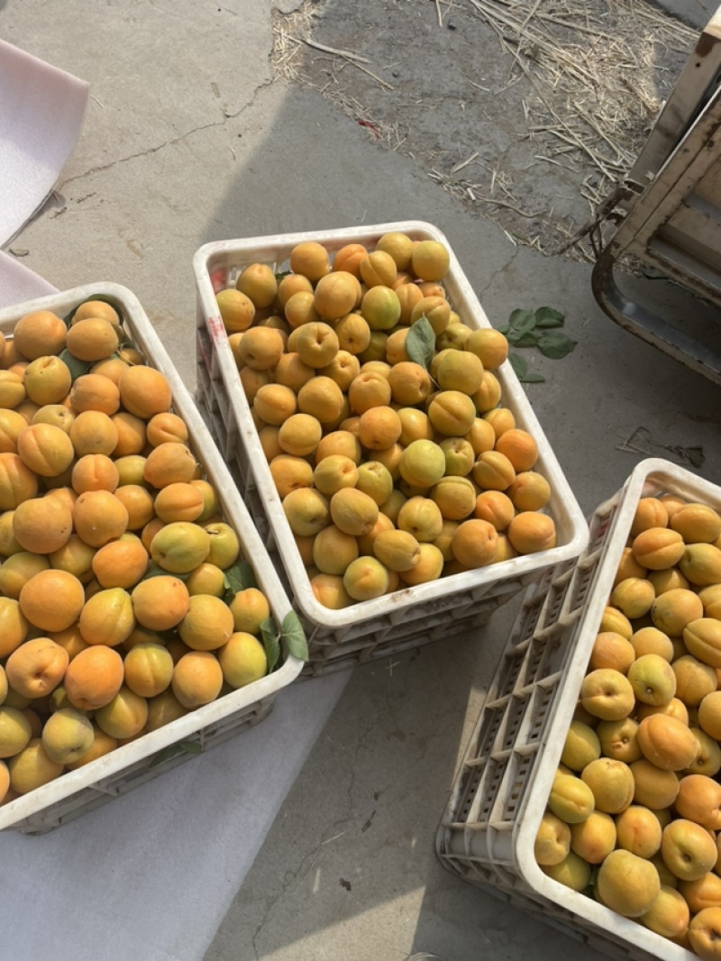 金太阳杏通货（精品）欢迎新老客户前来选购。