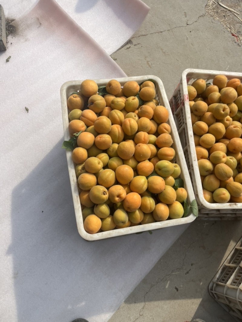 金太阳杏通货（精品）欢迎新老客户前来选购。