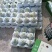 隰县玉露香梨