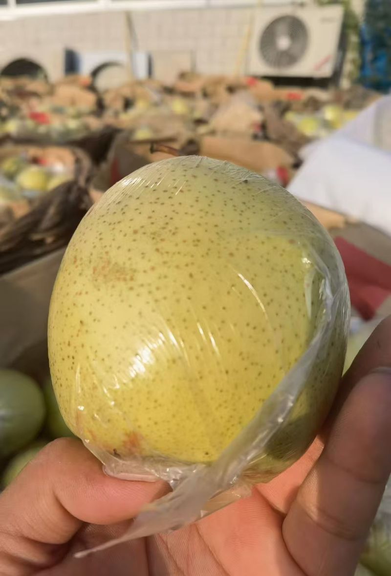 雪花梨大量上市产地直发货源充足诚信经营欢迎电话联系