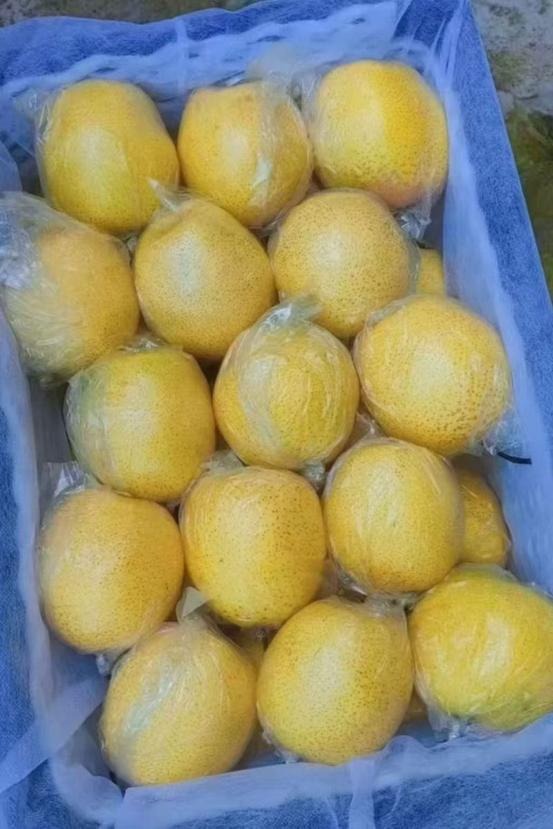 雪花梨大量上市产地直发货源充足诚信经营欢迎电话联系
