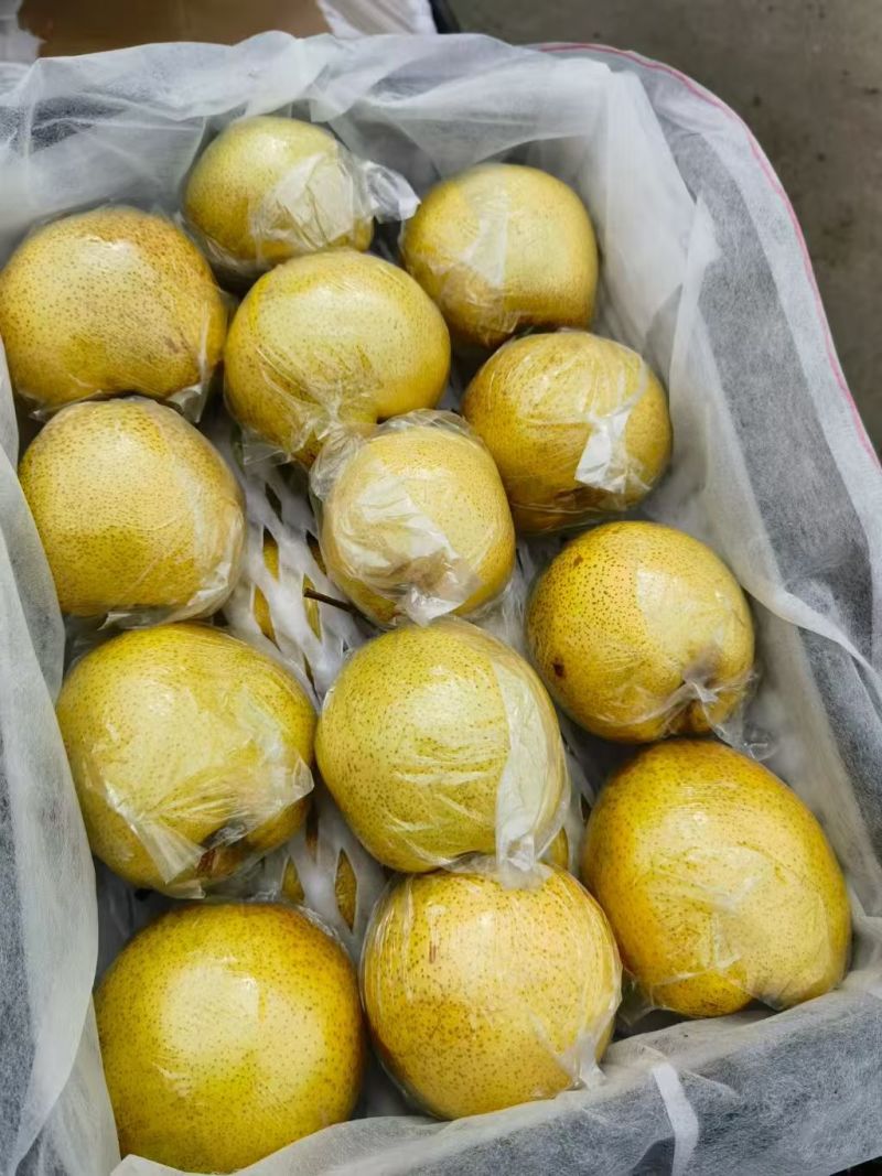 雪花梨大量上市产地直发货源充足诚信经营欢迎电话联系
