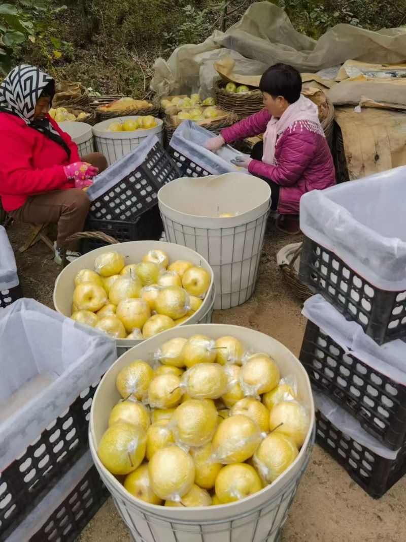 雪花梨大量上市产地直发货源充足诚信经营欢迎电话联系