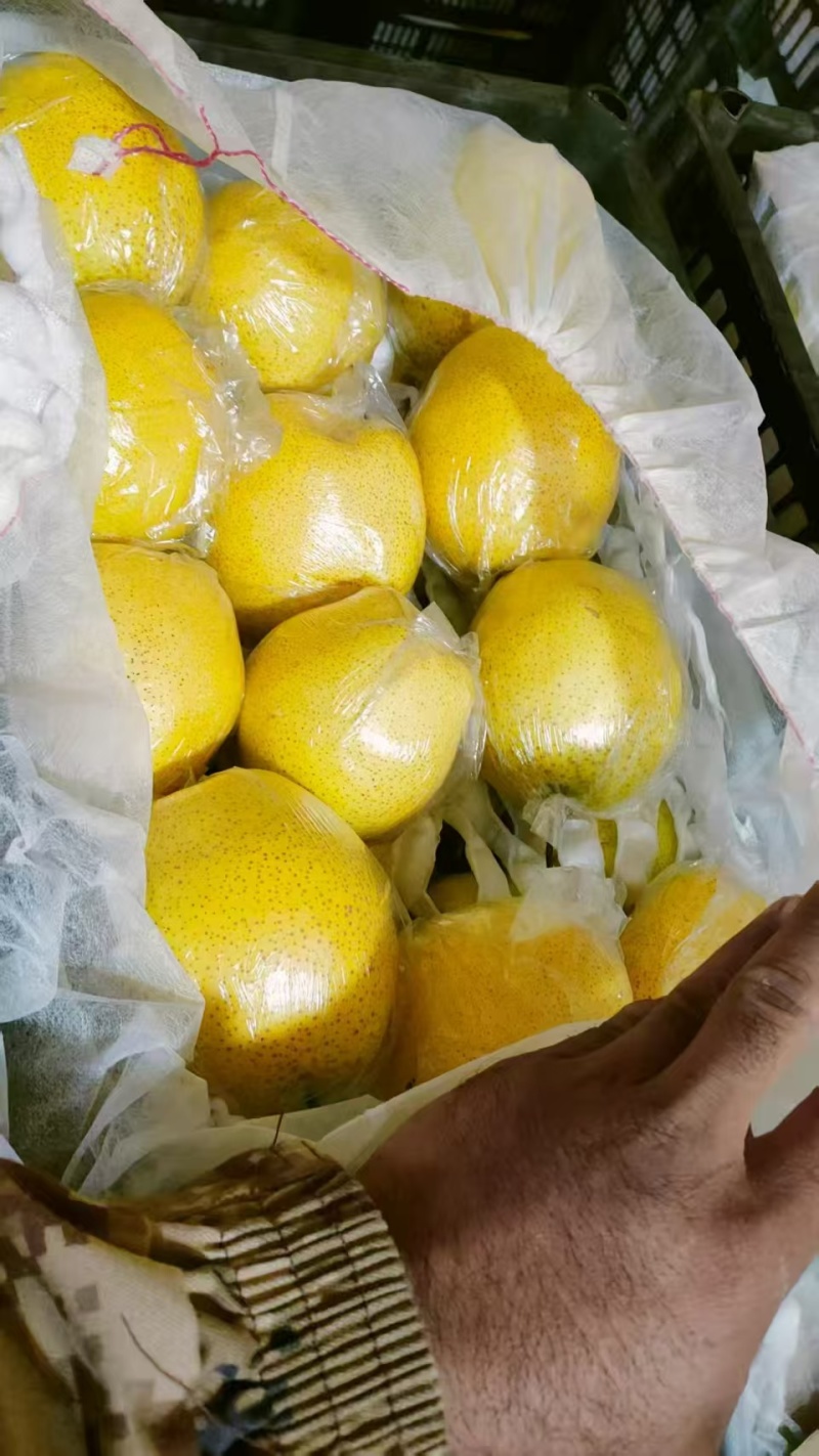 雪花梨大量上市产地直发货源充足诚信经营欢迎电话联系