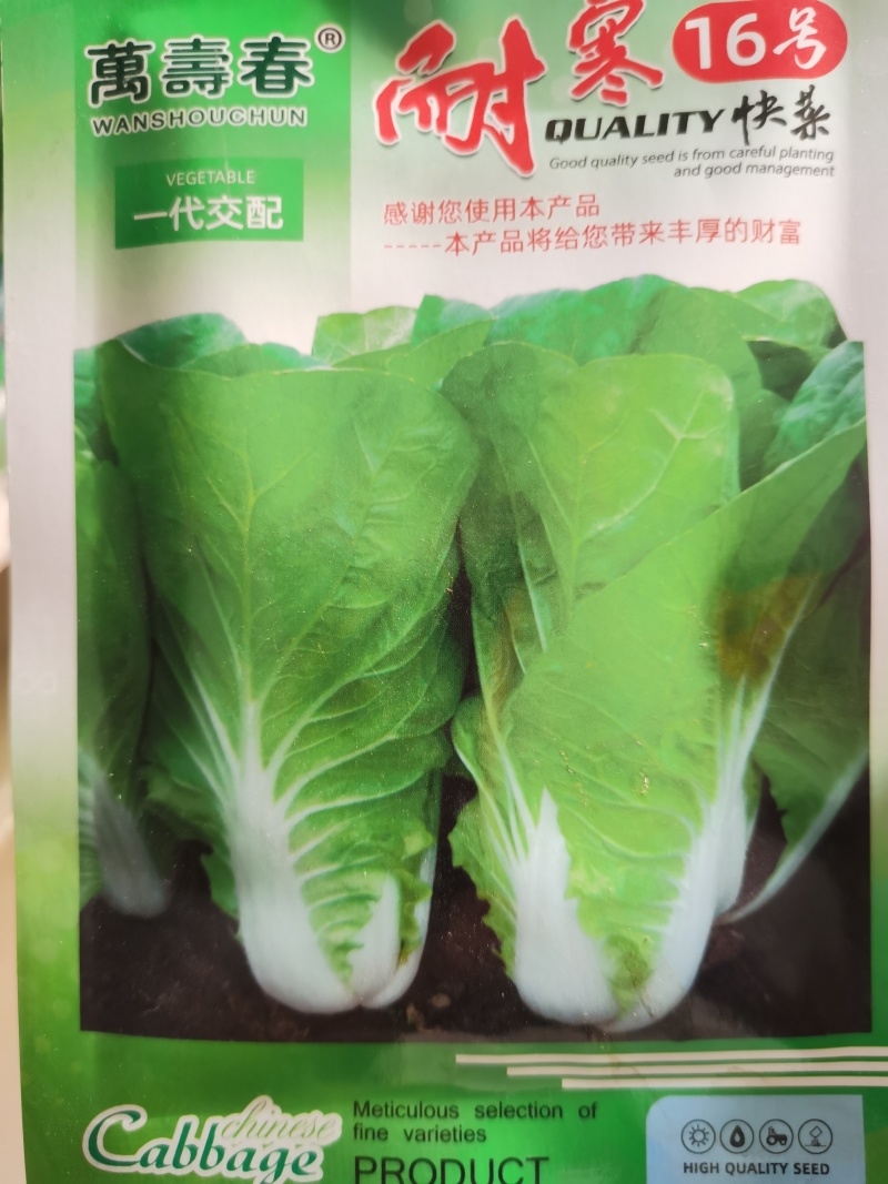 光速快菜种子速生美味20天上市无筋口感小颗大颗都美味