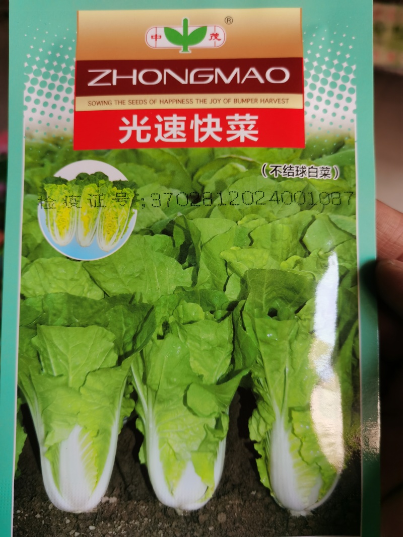 光速快菜种子速生美味20天上市无筋口感小颗大颗都美味