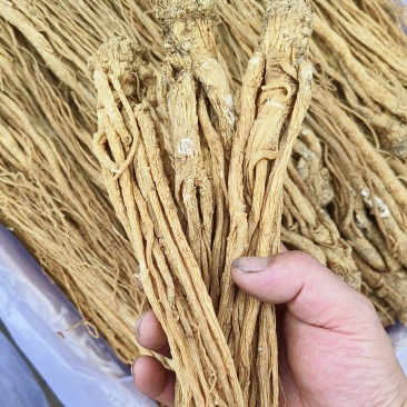 精品水洗黄当归有硫产地直发一手货源