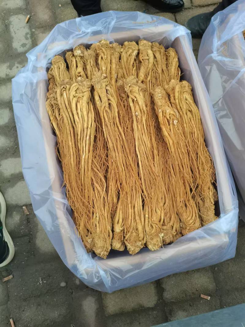 精品水洗黄当归有硫产地直发一手货源