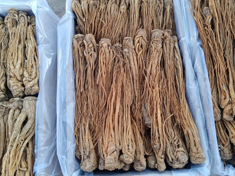 精品水洗黄当归有硫产地直发一手货源