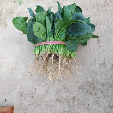 大叶菠菜