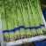 【毛芹】山东青菜毛芹清水洗菜净菜毛菜半毛菜打捆上车自家大