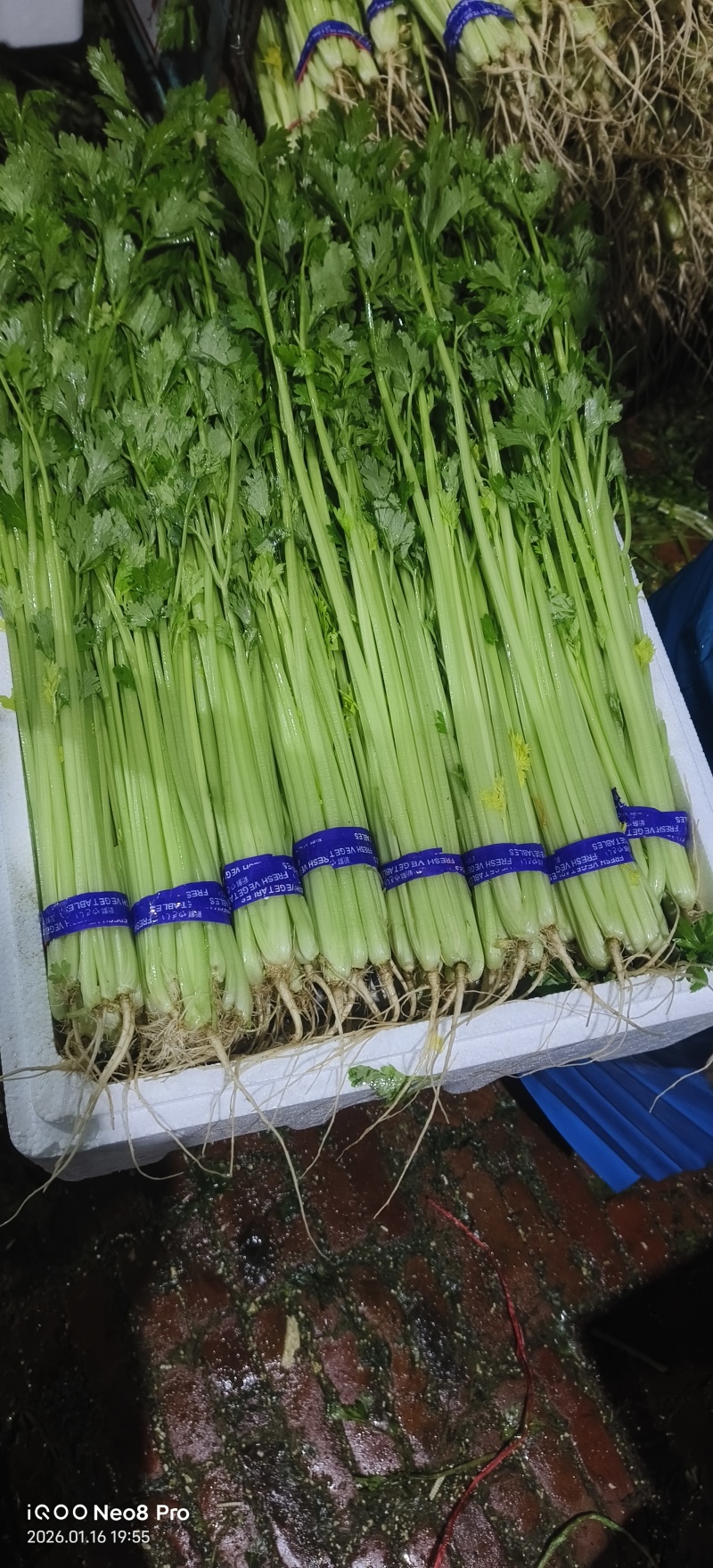 【毛芹】山东青菜毛芹清水洗菜净菜毛菜半毛菜打捆上车自家大