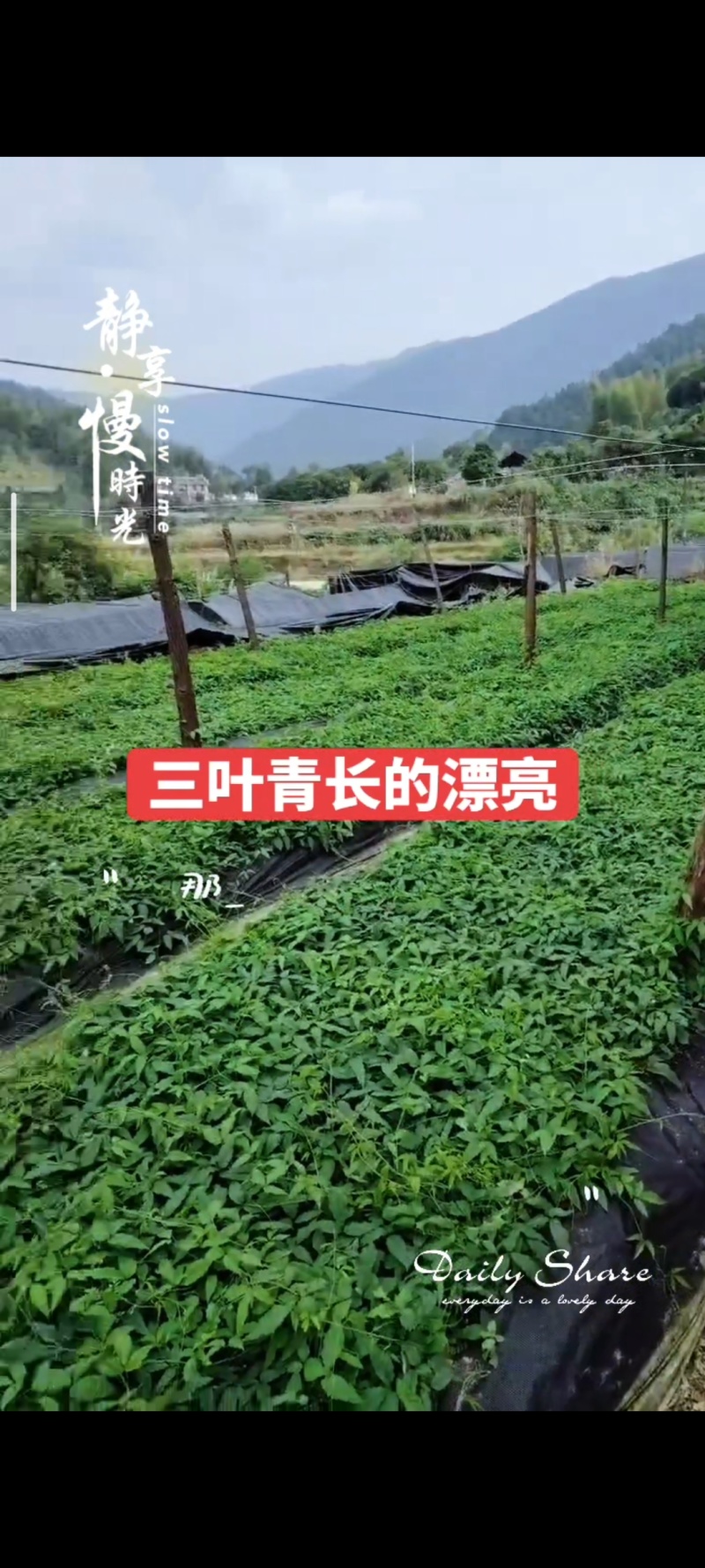 三叶青