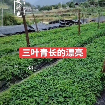 三叶青