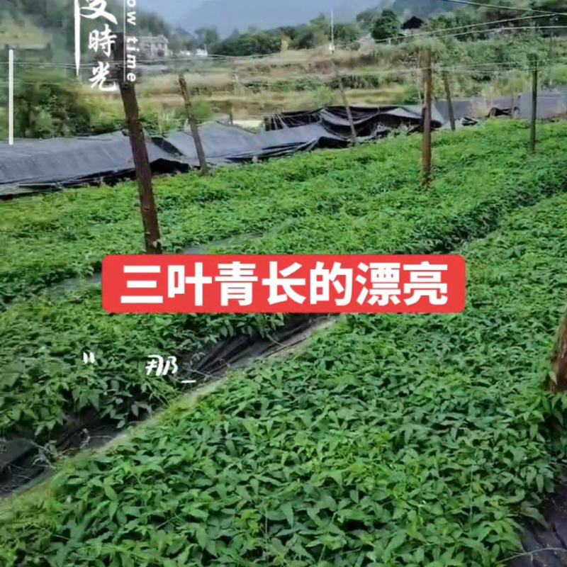 三叶青