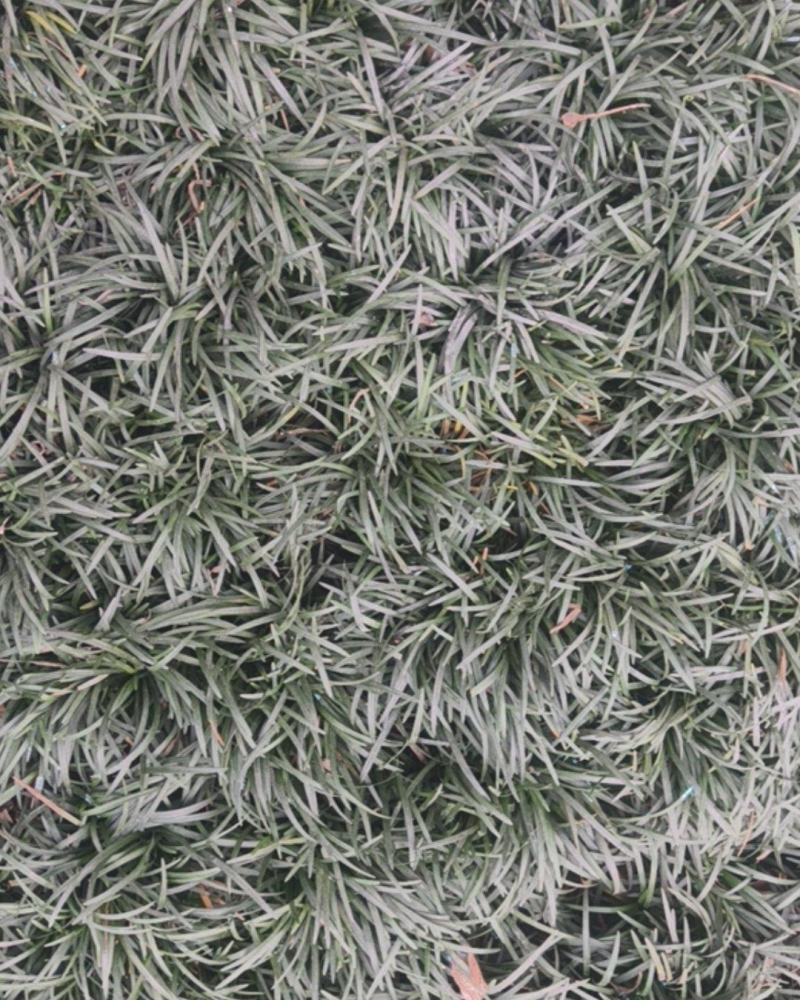 沙土玉龙草