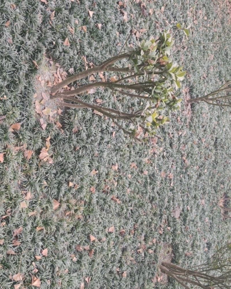 沙土玉龙草