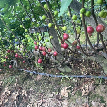 波姬红无花果小庙