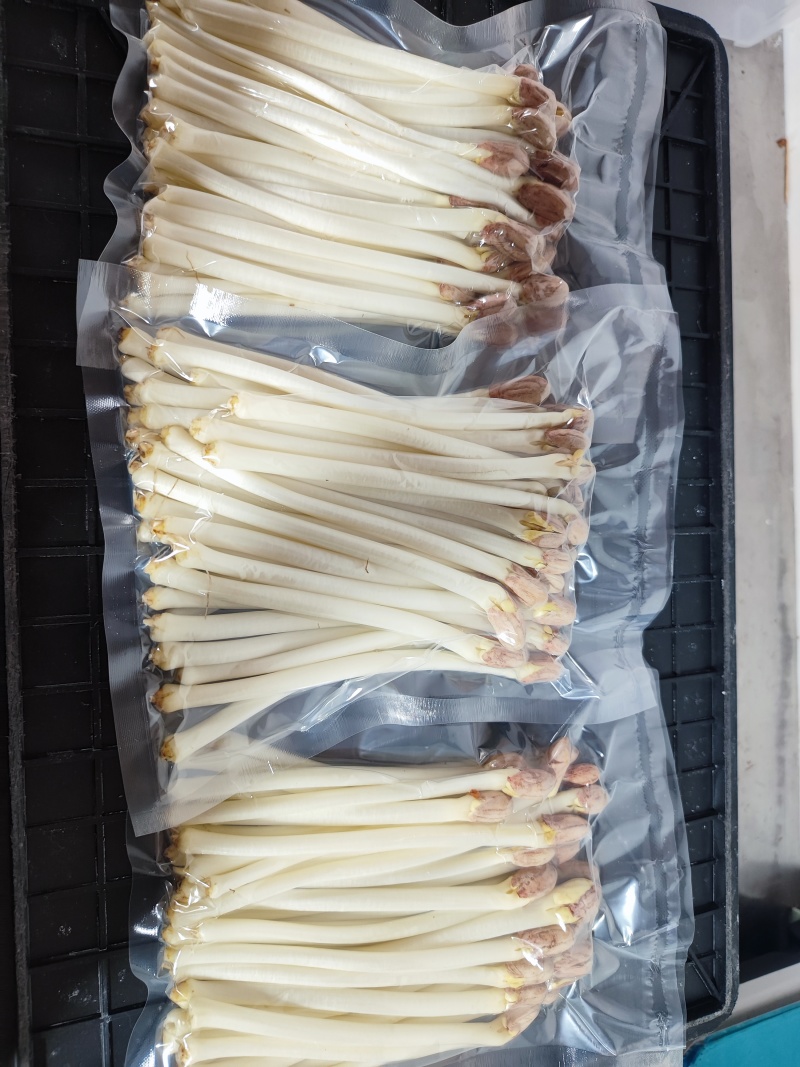 水培花生芽长寿芽清脆爽口火锅食材货源充足欢迎联