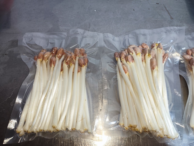 水培花生芽长寿芽清脆爽口火锅食材货源充足欢迎联