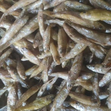 油炸麦穗鱼价格合适香酥可口