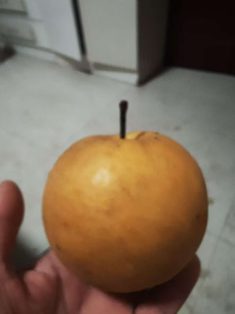 山东晚秋梨皮薄汁甜量大批发果子个头大皮薄肉厚