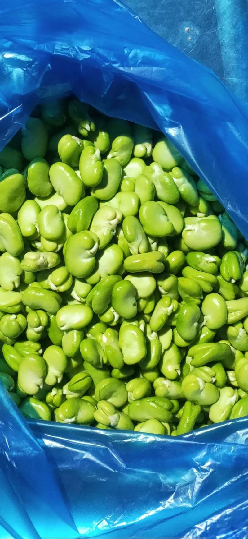 高原蚕豆米