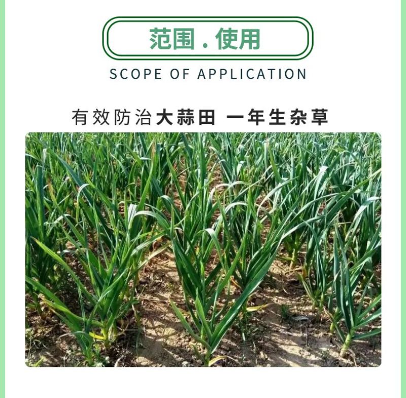 侨昌蒜锄55%乙氧异甲戊大蒜田苗前土壤封闭一年生杂草农