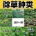 侨昌蒜锄55%乙氧异甲戊大蒜田苗前土壤封闭一年生杂草农