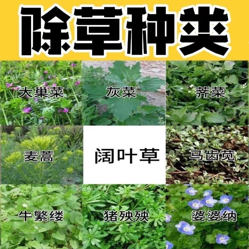 侨昌蒜锄55%乙氧异甲戊大蒜田苗前土壤封闭一年生杂草农