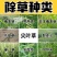 侨昌蒜锄55%乙氧异甲戊大蒜田苗前土壤封闭一年生杂草农