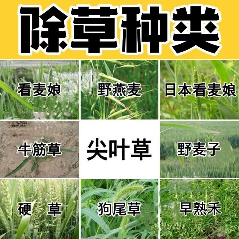 侨昌蒜锄55%乙氧异甲戊大蒜田苗前土壤封闭一年生杂草农