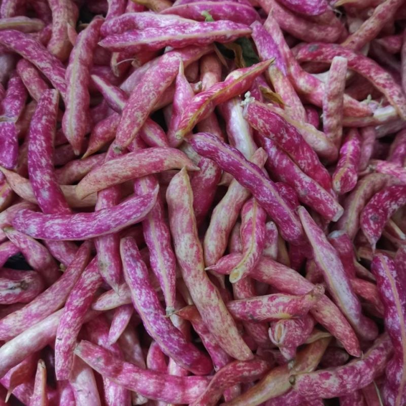 红冠一号红金钩豆角种子高产油豆角种子红油红金钩豆角种子