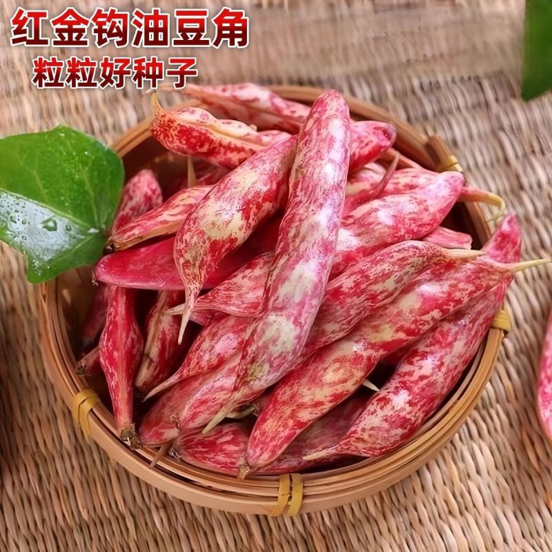 红冠一号红金钩豆角种子高产油豆角种子红油红金钩豆角种子