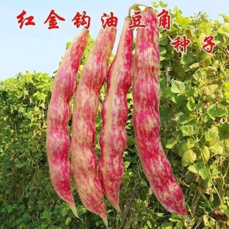 红冠一号红金钩豆角种子高产油豆角种子红油红金钩豆角种子