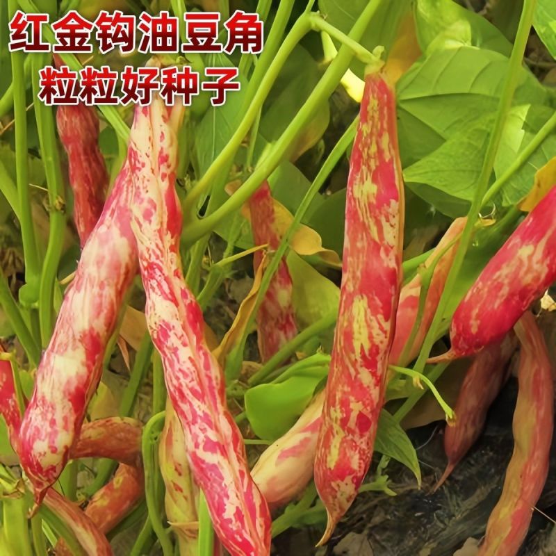 红冠一号红金钩豆角种子高产油豆角种子红油红金钩豆角种子